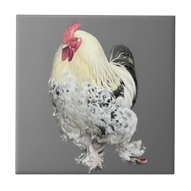 Magnificent Cockerel No 2   Ceramic Tile (Front)
