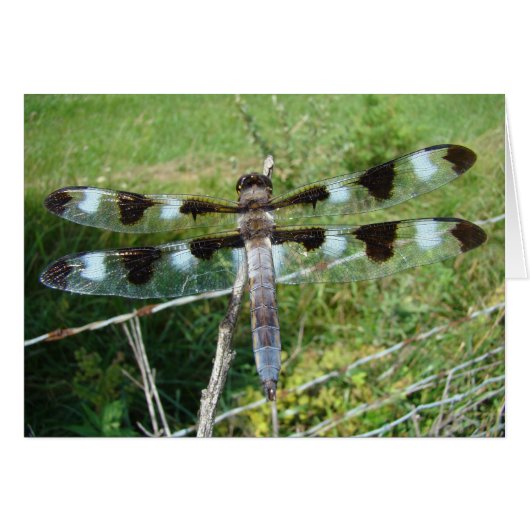 Magnificent Dragonfly Cards (Front Horizontal)