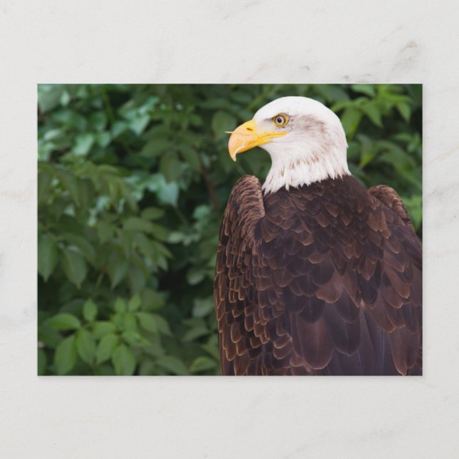 Magnificent Eagle Postcard (Front)
