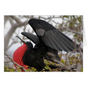 Magnificent Frigate Bird Cards