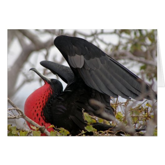 Magnificent Frigate Bird Cards (Front Horizontal)