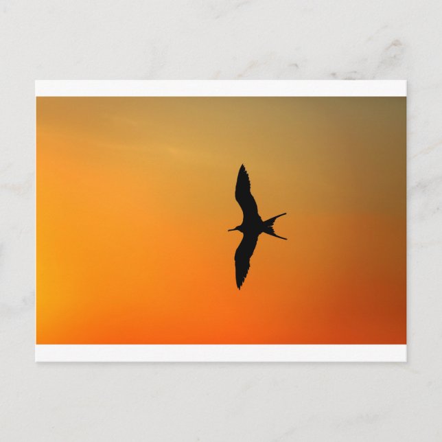 Magnificent frigate bird flying orange sunset postcard (Front)
