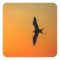 Magnificent frigate bird flying orange sunset