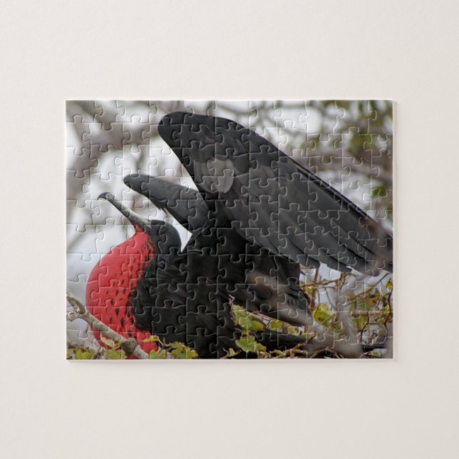 Magnificent Frigate Bird Jigsaw Puzzle (Horizontal)