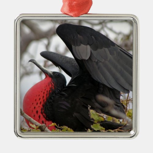 Magnificent Frigate Bird Metal Ornament