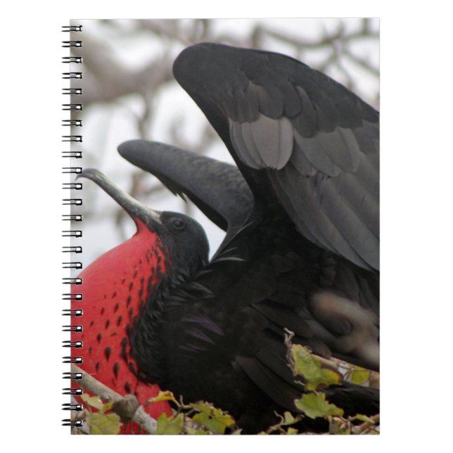 Magnificent Frigate Bird Notebook (Front)