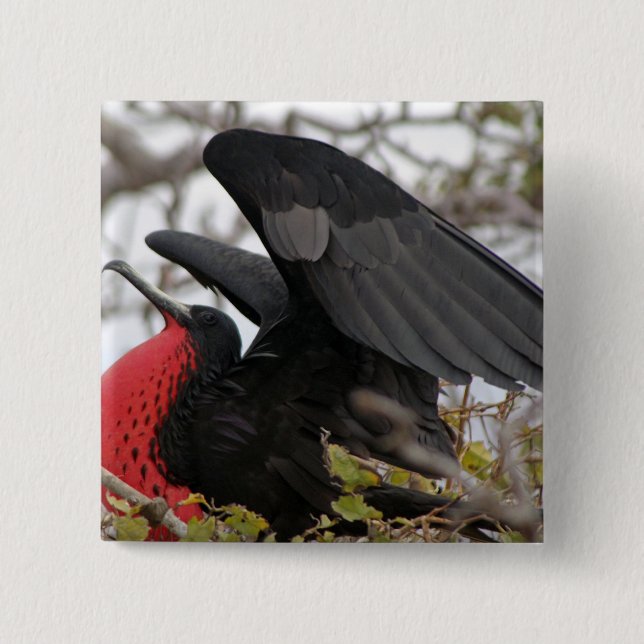 Magnificent Frigate Bird Pinback Button (Front)