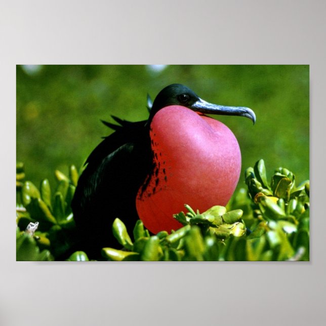 Magnificent Frigate Bird Poster (Front)