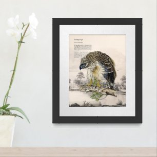  Magnificent Hand-Painted Philippine Eagle Framed Art