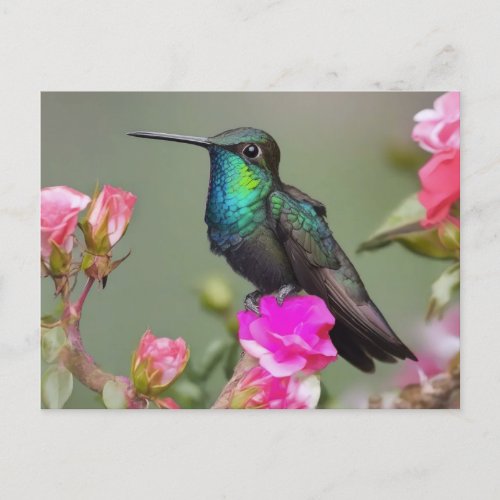 Magnificent Hummingbird at Rest Postcard