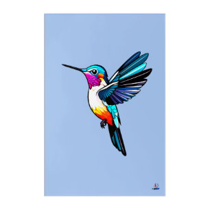 Magnificent hummingbird - color illustration acrylic print