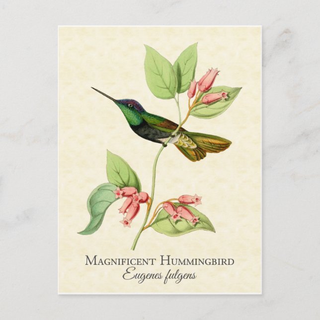 Magnificent Hummingbird Vintage Art Postcard (Front)