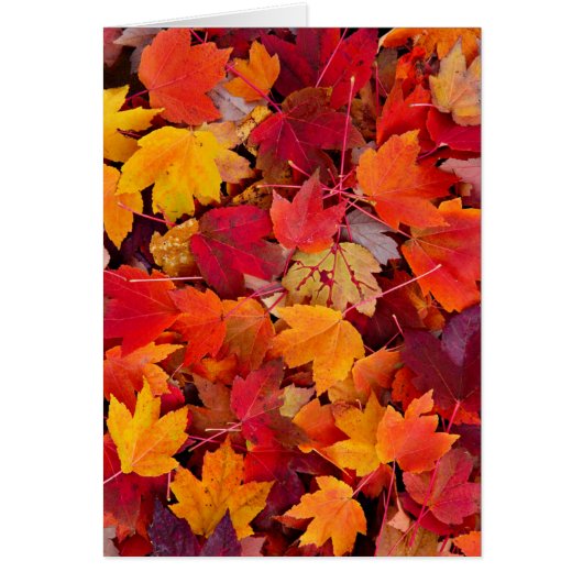 Magnificent Maple Leaves Cards (Front)