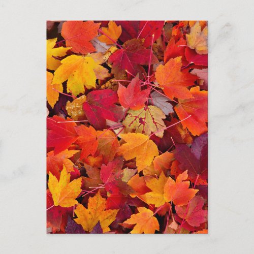 Magnificent Maple Leaves Postcard