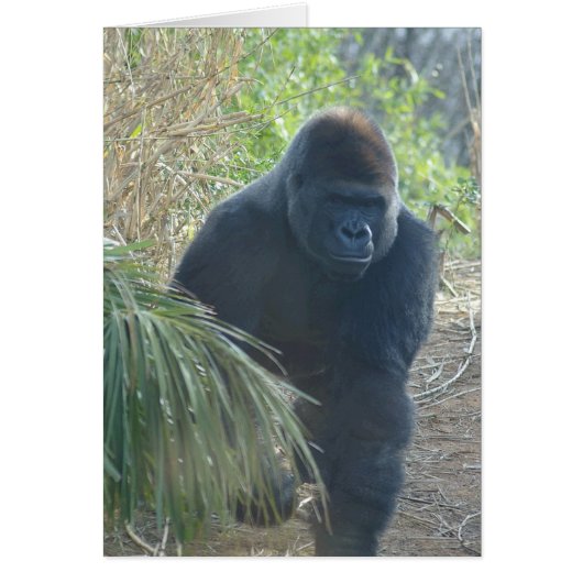 Magnificent Mountain Gorilla Cards (Front)