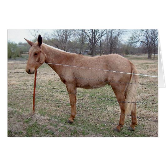 Magnificent Mule! customize it! Cards (Front Horizontal)
