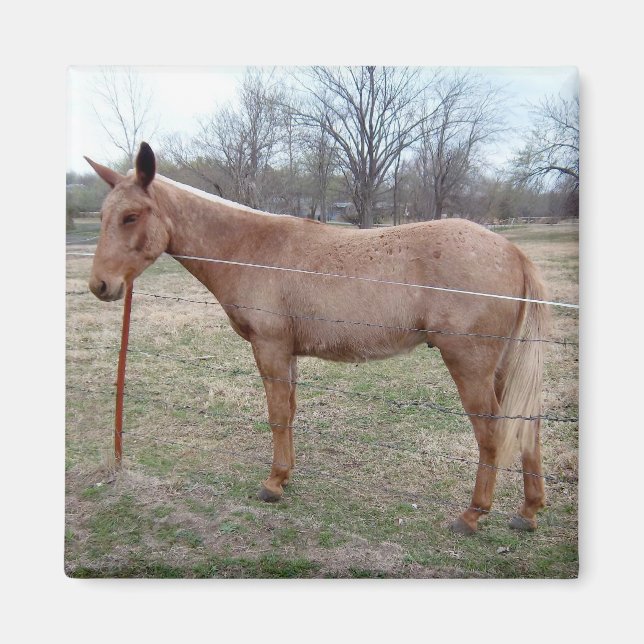 Magnificent Mule! Magnet (Front)