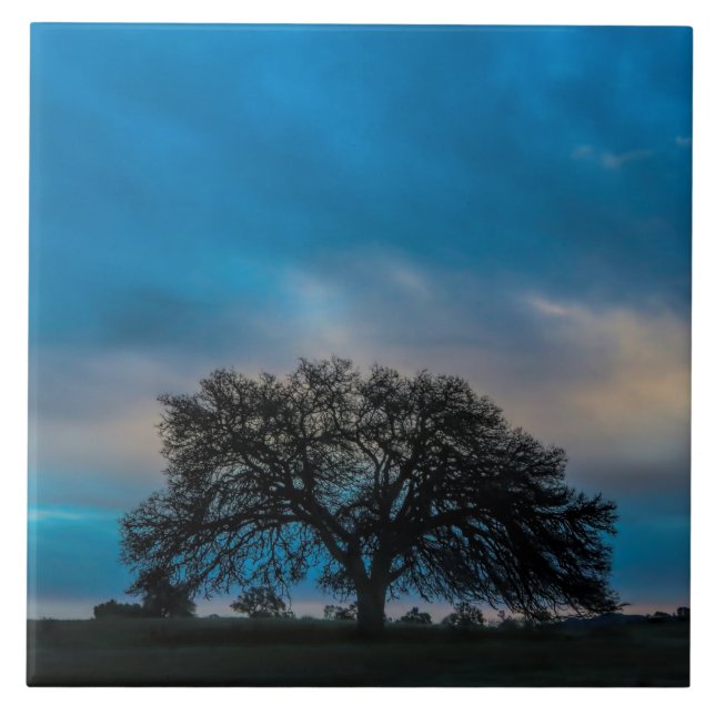 Magnificent Oak Tree Photography Ceramic Tile (Front)