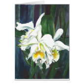 Magnificent orchids (Front)