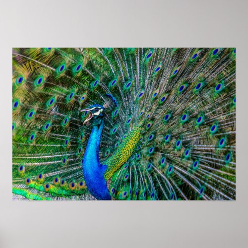 Magnificent Peacock with its Tail Feathers Open Poster