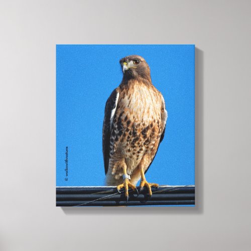 Magnificent Red_Tailed Hawk in the Sun Canvas Print