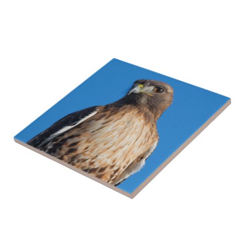 Magnificent Red_Tailed Hawk in the Sun Ceramic Tile