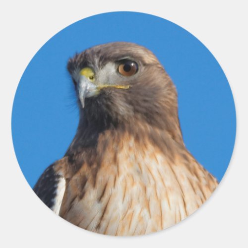 Magnificent Red_Tailed Hawk in the Sun Classic Round Sticker