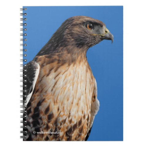 Magnificent Red_Tailed Hawk in the Sun Notebook