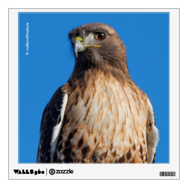 Magnificent Red-Tailed Hawk in the Sun Wall Sticker (Front)