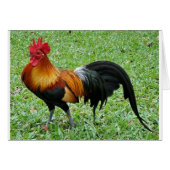 Magnificent Rooster (Front Horizontal)