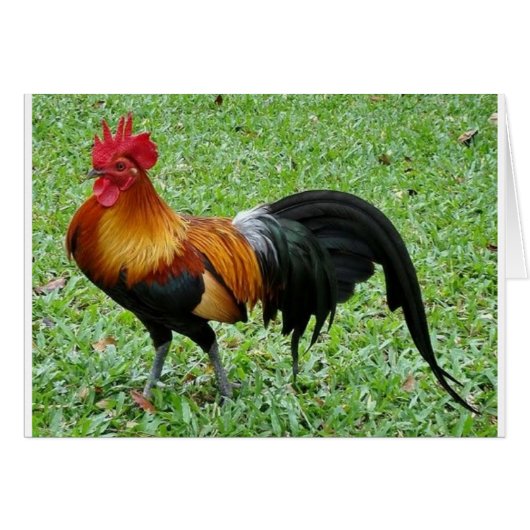 Magnificent Rooster Cards (Front Horizontal)