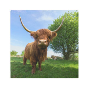 Magnificent Scottish Highland Cow Metal Print