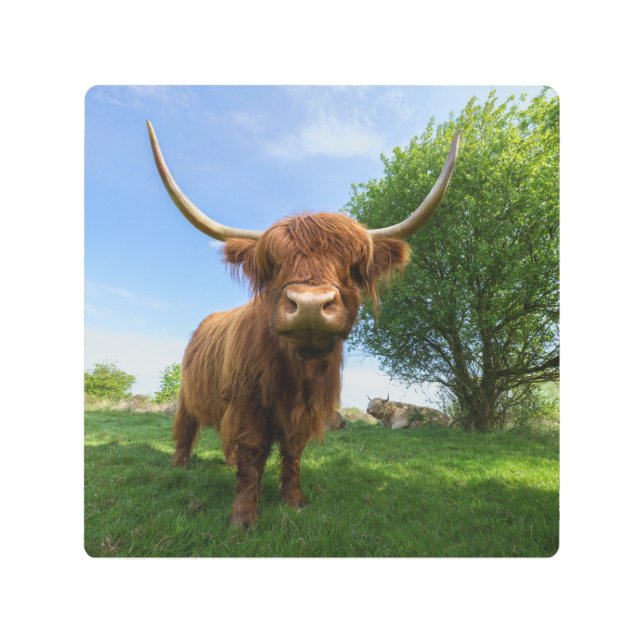 Magnificent Scottish Highland Cow Metal Print (Front)