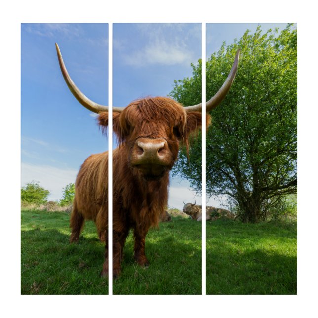 Magnificent Scottish Highland Cow Triptych (Front)