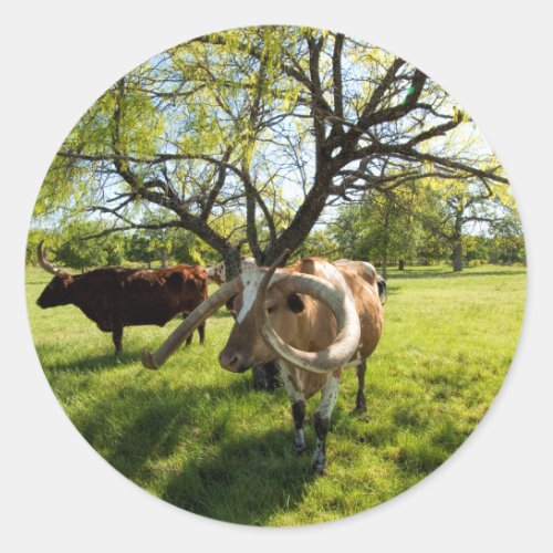 Magnificent Texas Longhorn Cattle Classic Round Sticker