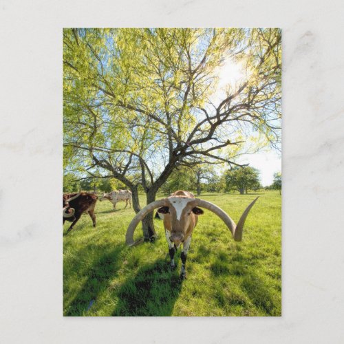 Magnificent Texas Longhorn Steer Postcard