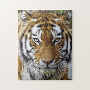 Magnificent Tiger Big Cats Jigsaw Puzzle