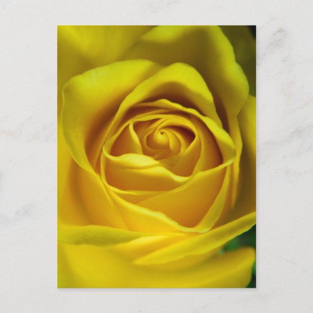 Magnificent yellow rose macro picture postcard (Front)