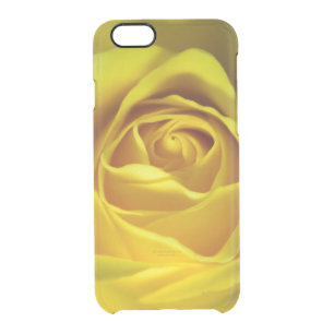Magnificent yellow rose macro picture clear iPhone 6/6S case