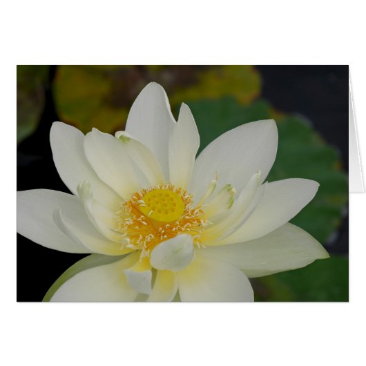 Magnificient Lotus Greeting Card (Front Horizontal)