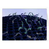 Magnified cell membrane (Front Horizontal)