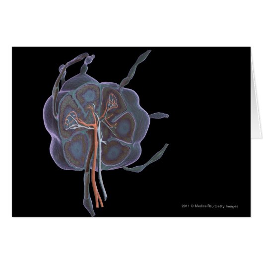 Magnified look of a lymph node cards (Front Horizontal)