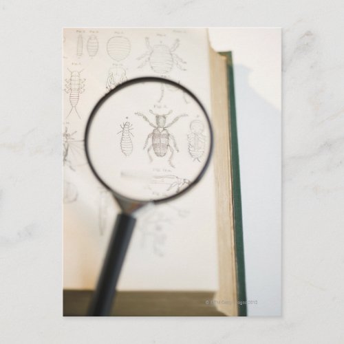 Magnifying glass over book showing insects postcard