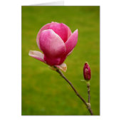 Magnolia (Front)