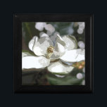 Magnolia 2760 gift box<br><div class="desc">digitally altered photo of a magnolia blossom</div>