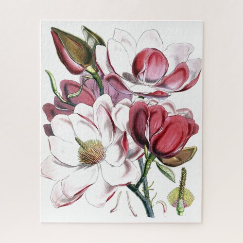 Magnolia Asian Flower Vintage Old Illustration Jigsaw Puzzle