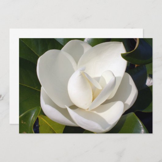 Magnolia Bloom (Front/Back)