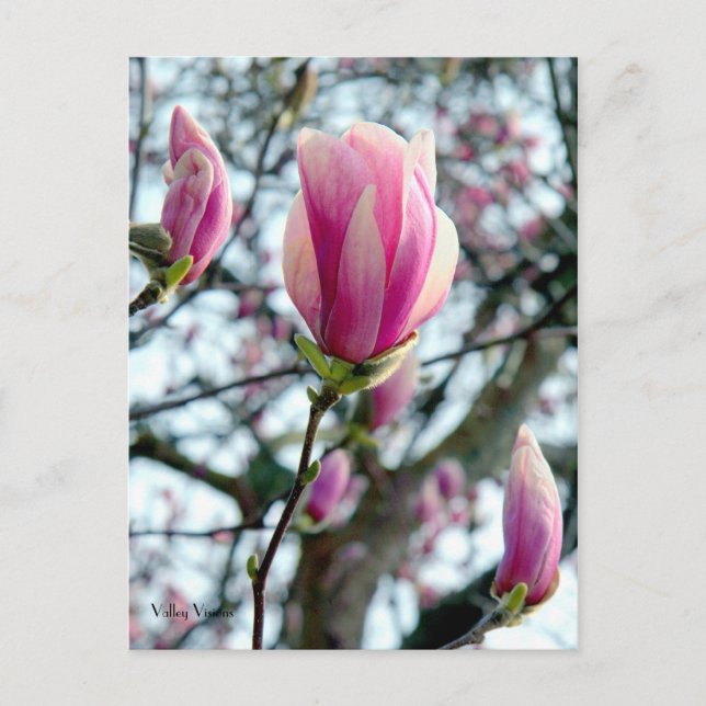 Magnolia Bloom and Buds Postcard (Front)
