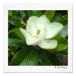 Magnolia Bloom Photo Print