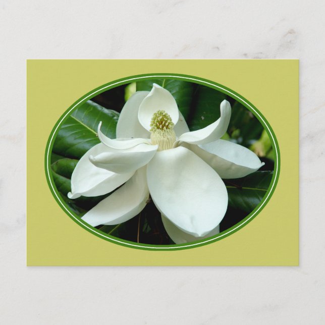 Magnolia Bloom Postcard 2 (Front)
